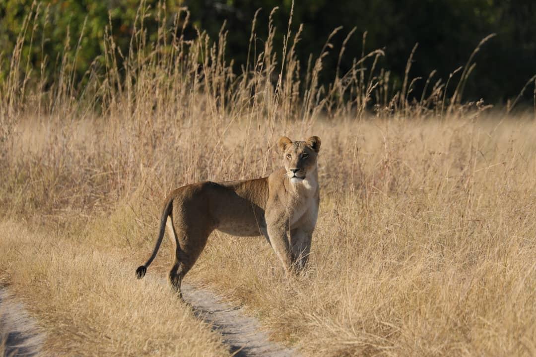 MmaTsebe Tented Camp: Löwin MmaTsebe Tented Camp: Löwin