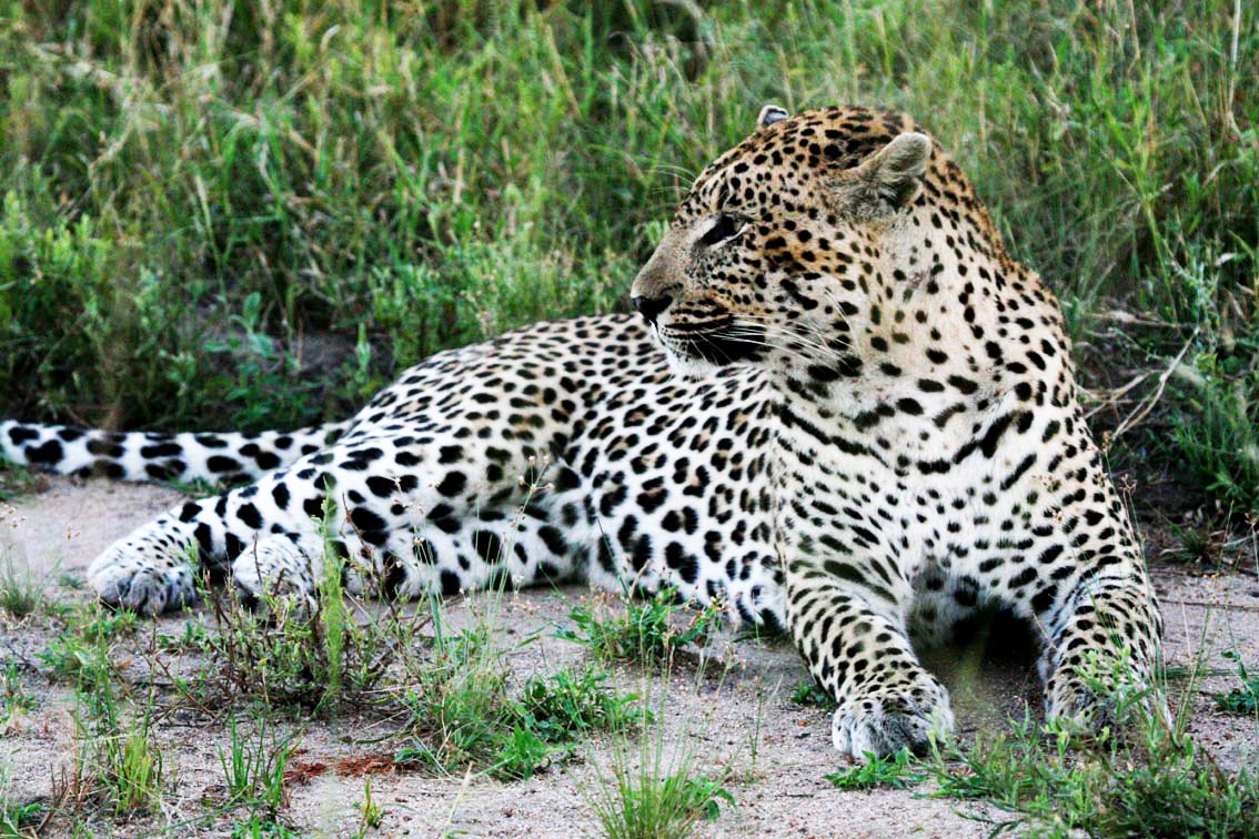 Leopard, Raubkatzen, Raubtier, Chobe National Park, Chobe River, Liambezi, Muchenje Safari Lodge, Chobe River Front