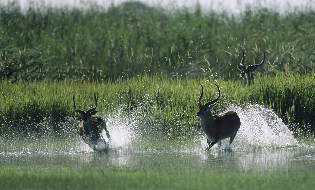 North Island Okavango Safari Camp: Lechwe