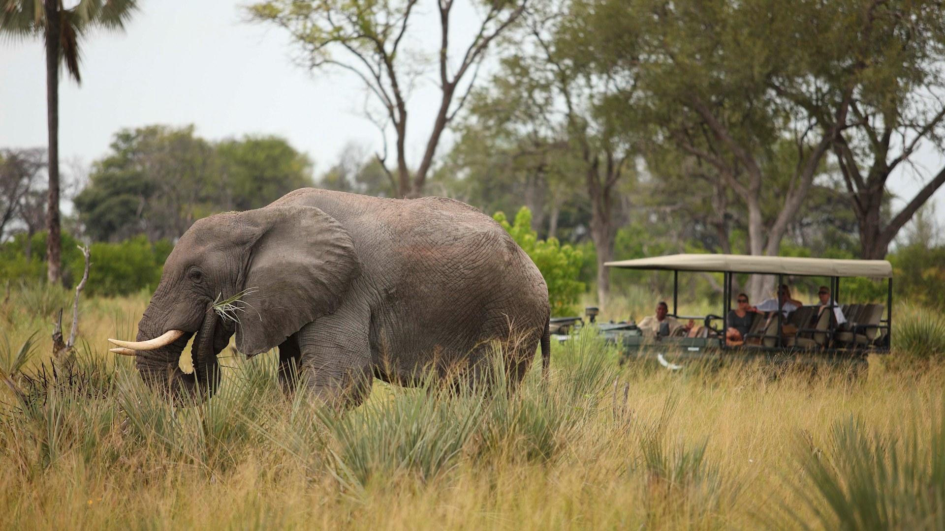 Nxabega Under Canvas Camp: Elefant