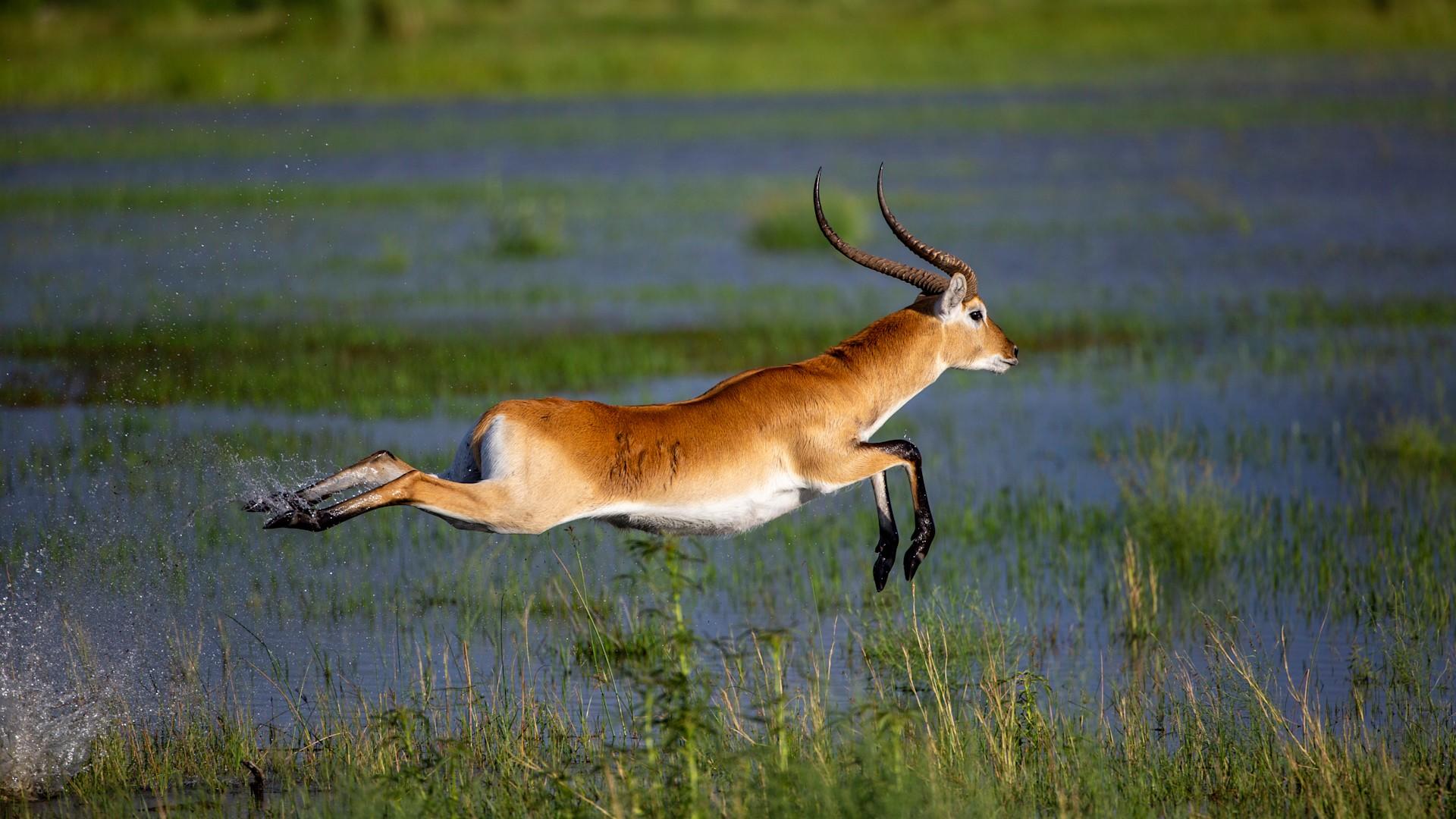 Nxabega Under Canvas Camp: Lechwe Antilope
