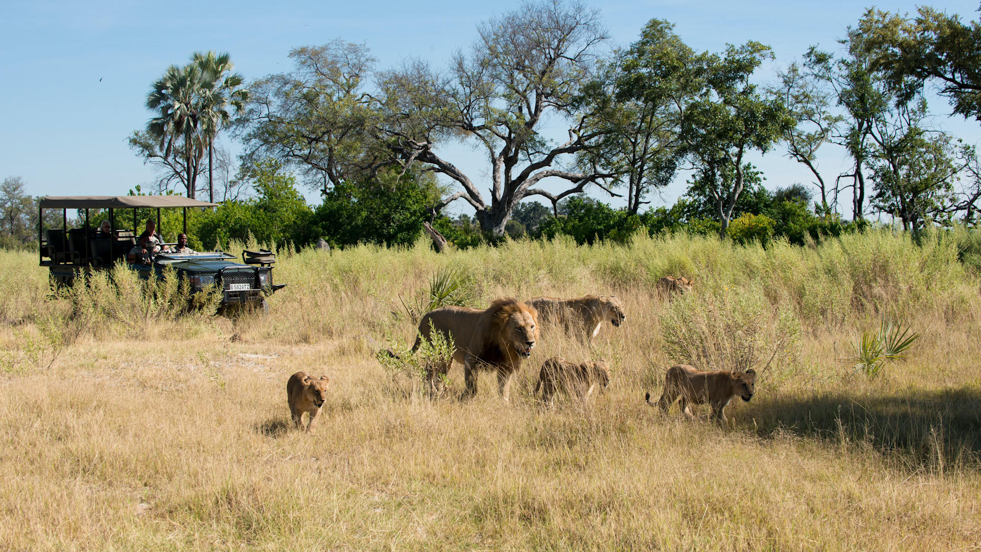 Nxabega Under Canvas Camp: Löwen