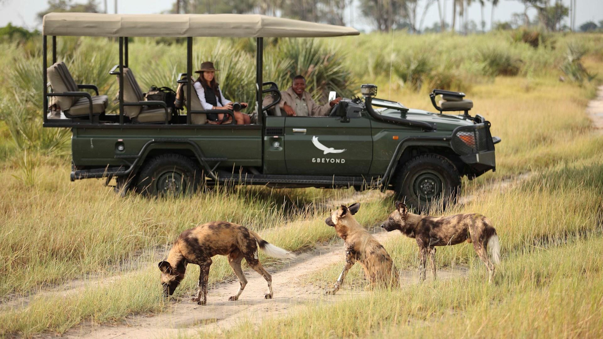 Nxabega Under Canvas Camp: Wildhunde