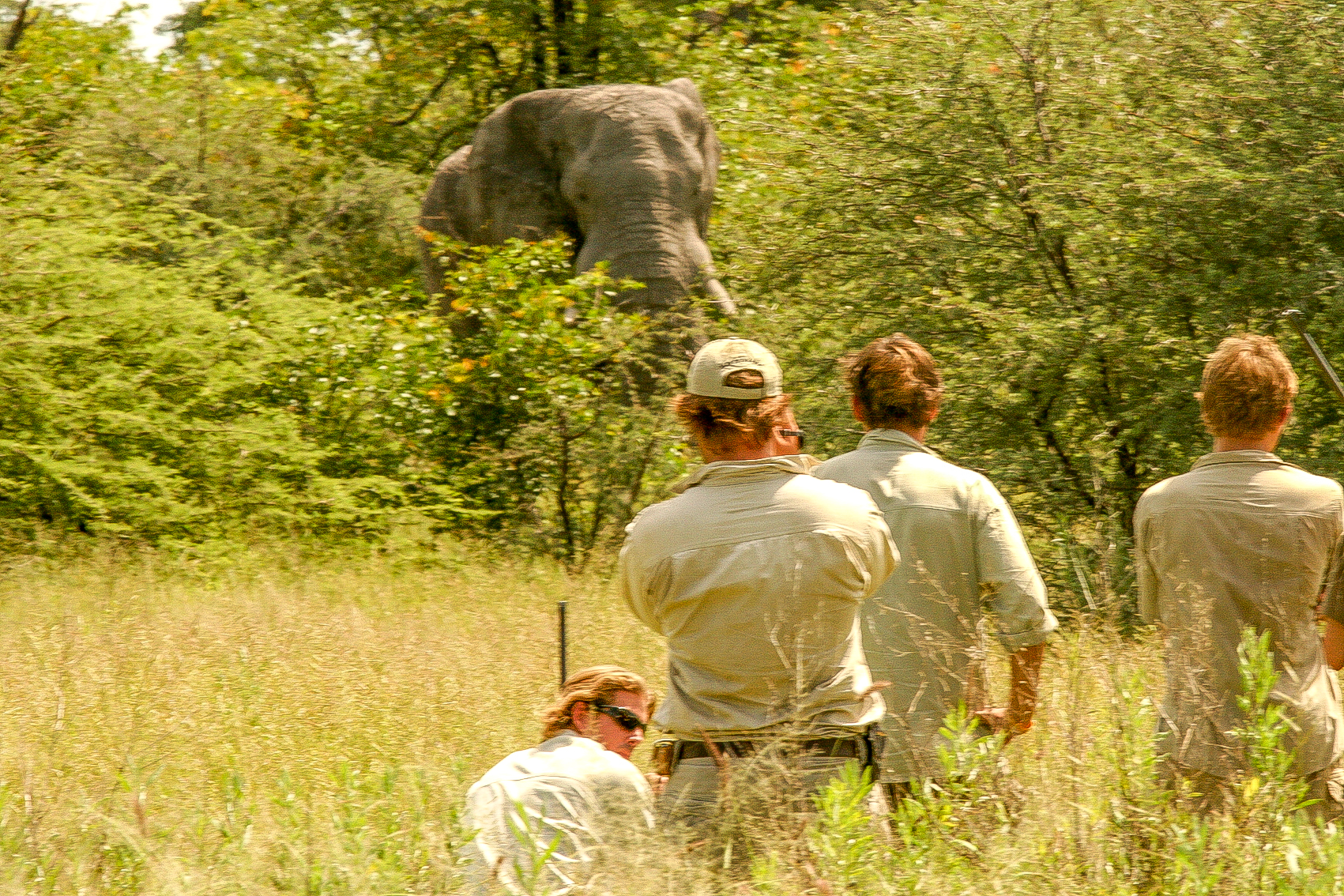 Okavango Guiding School: Nur wenige Meter vom Elefanten entfernt