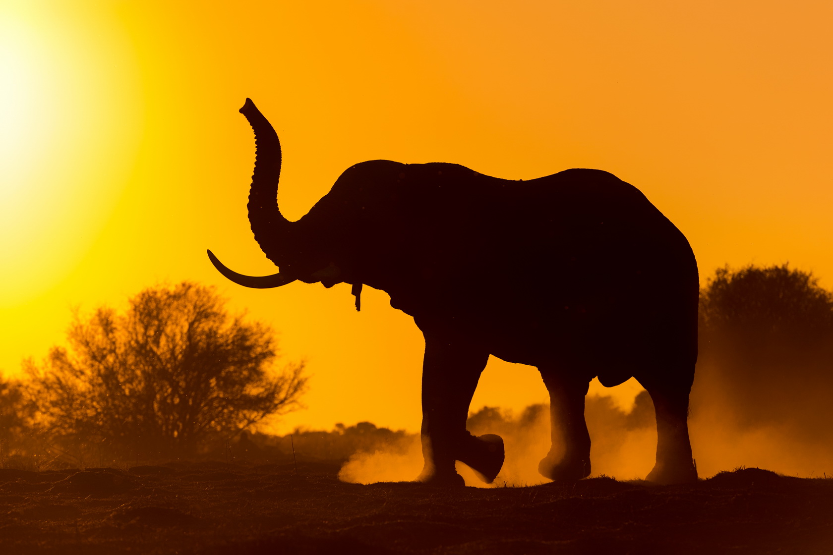 Qorokwe Camp: Elefant im Abendlicht Okavango-Delta, Qorokwe Camp, Wilderness Safaris, Elefanten, Loxodonta Africana, Game Drive, NG 32, Wildtierbeobachtung, Afrikarma, Afrikarma Safaris, Afrikarma Safaris - Wildnis. Hautnah., Afrikarma.de