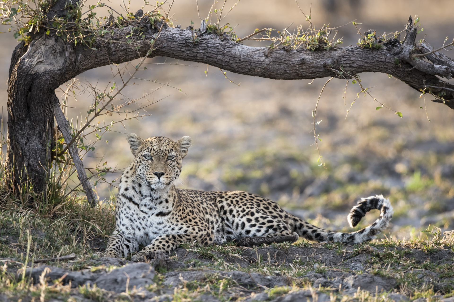 Qorokwe Camp: Leopard Okavango-Delta, Qorokwe Camp, Wilderness Safaris, Leopard, Panthera pardus, Game Drive, NG 32, Wildtierbeobachtung, Afrikarma, Afrikarma Safaris, Afrikarma Safaris - Wildnis. Hautnah., Afrikarma.de