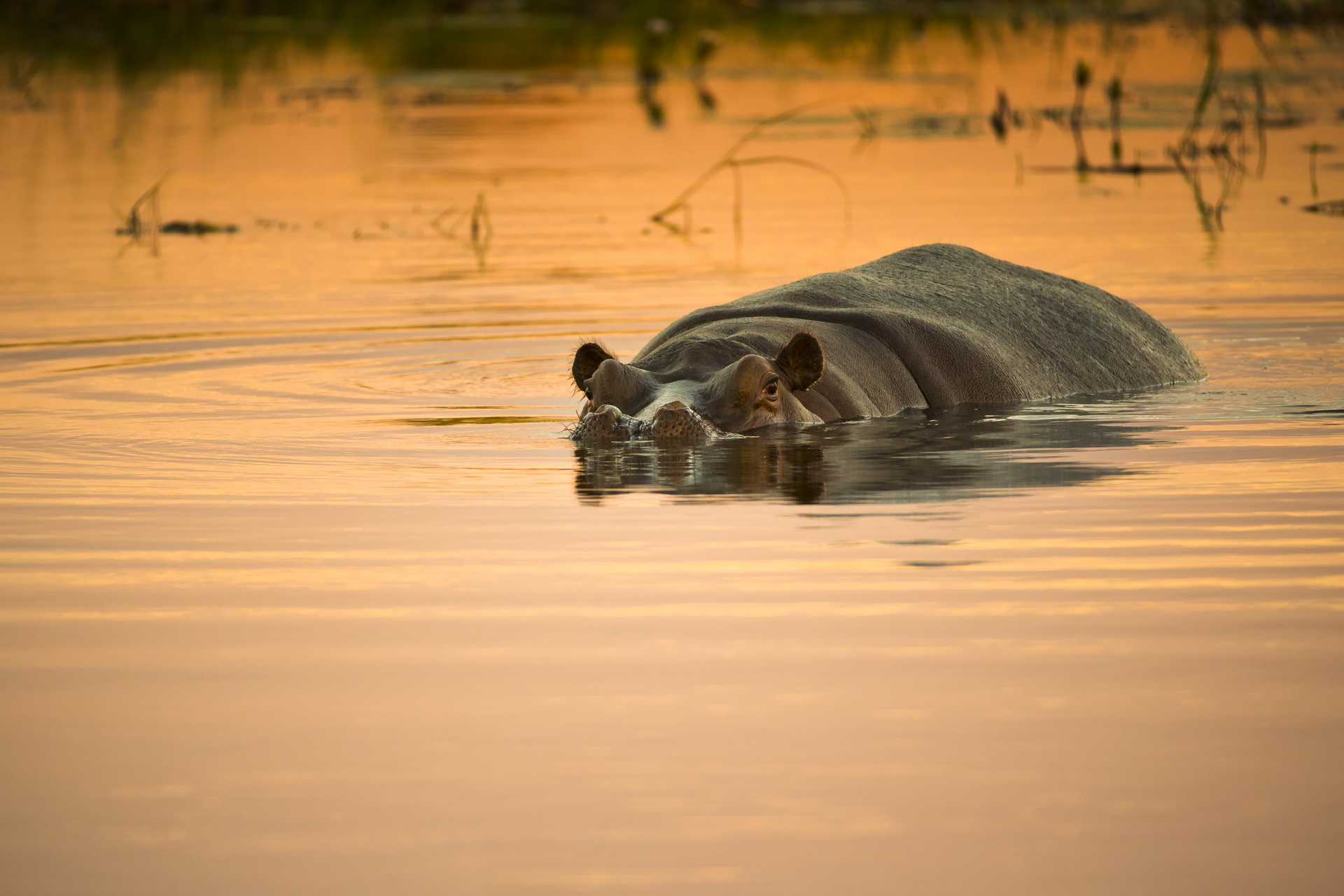 Qorokwe Camp: Nilpferd Okavango-Delta, Qorokwe Camp, Wilderness Safaris, NG 32, Hippopotamus, Nilpferd, Game Drive, Wildtierbeobachtung, Afrikarma, Afrikarma Safaris, Afrikarma Safaris - Wildnis. Hautnah., Afrikarma.de
