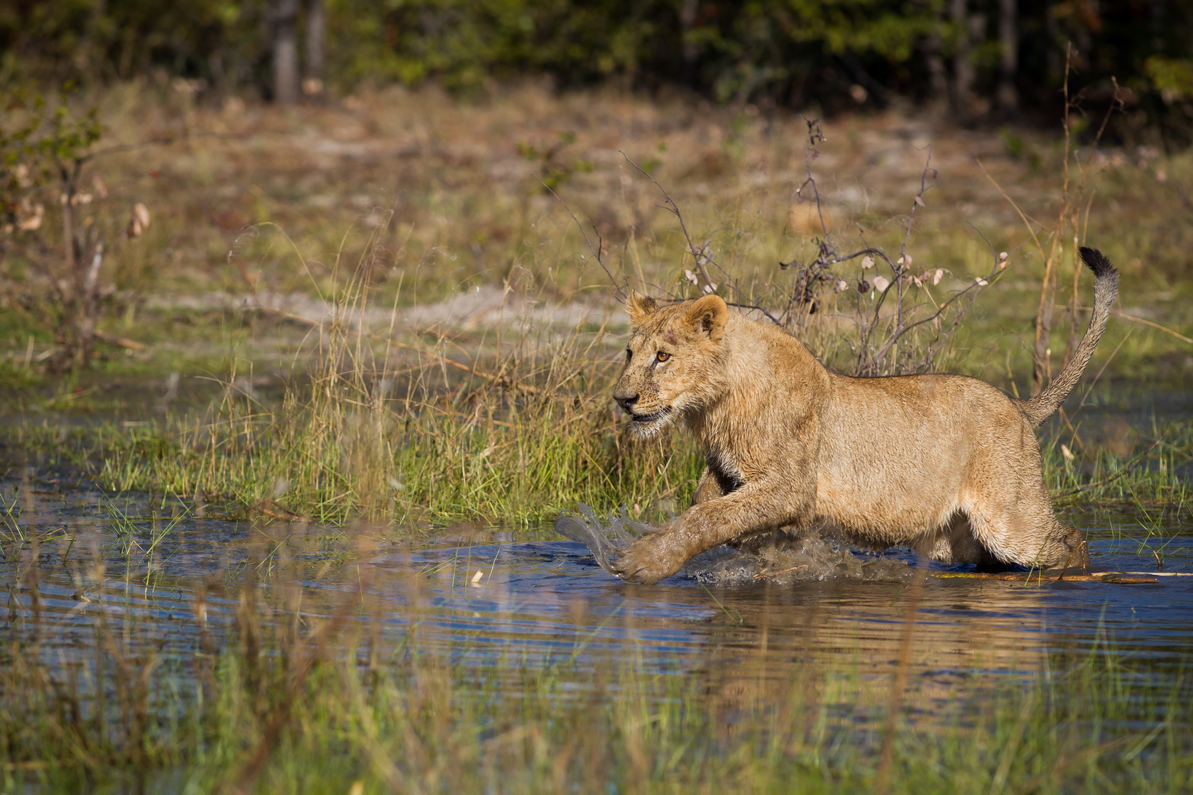 Qorokwe Camp: Löwe im Wasser