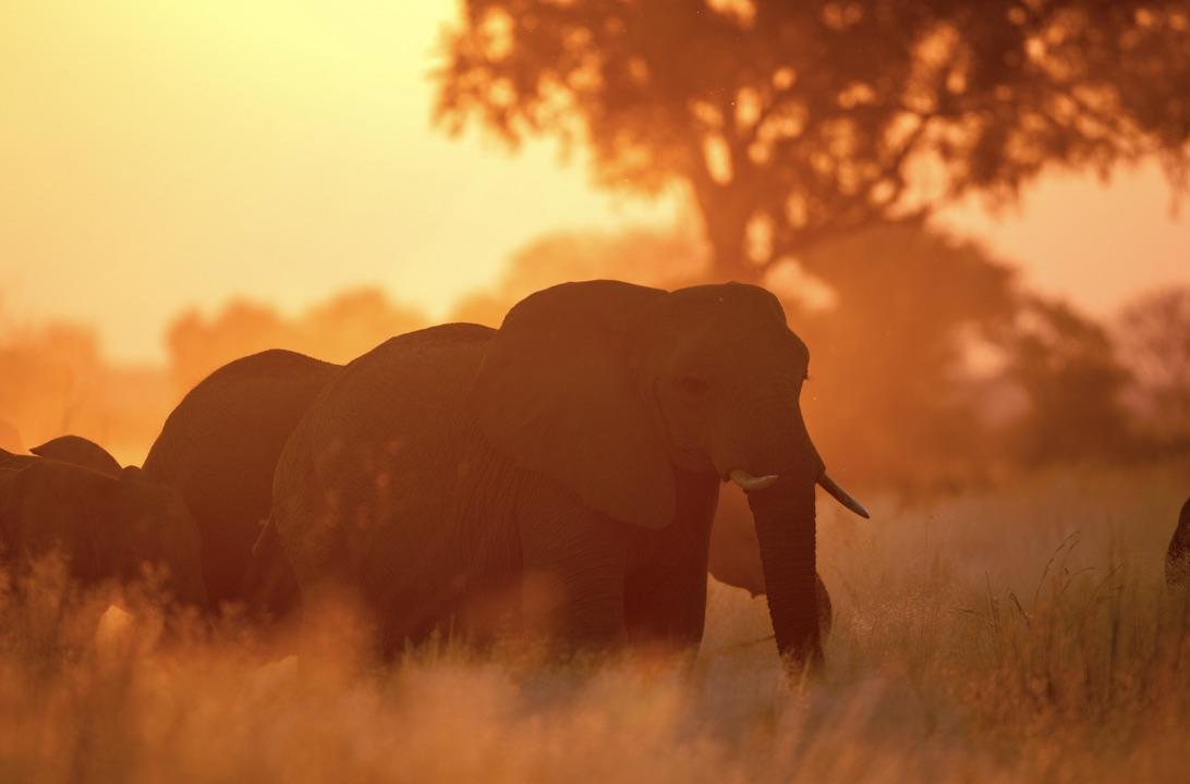 Saguni Safari Lodge: Elefanten Saguni Safari Lodge: Elefanten