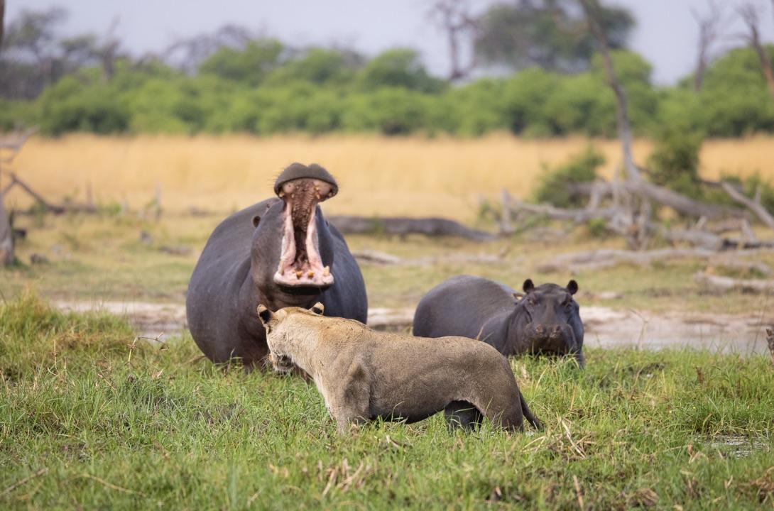Saguni Safari Lodge: Nilpferde Saguni Safari Lodge: Nilpferde