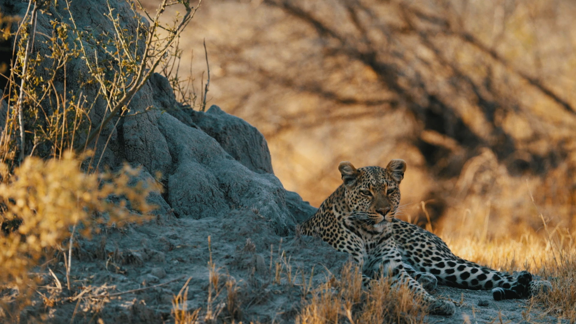 Africa, Afrikarma Safaris, Afrikarma Safaris - Wildnis. Hautnah., Botswana, Chief's Camp, Okavango Delta, Sanctuary Retreats, Leopard, www.afrikarma.de, Afrikarma