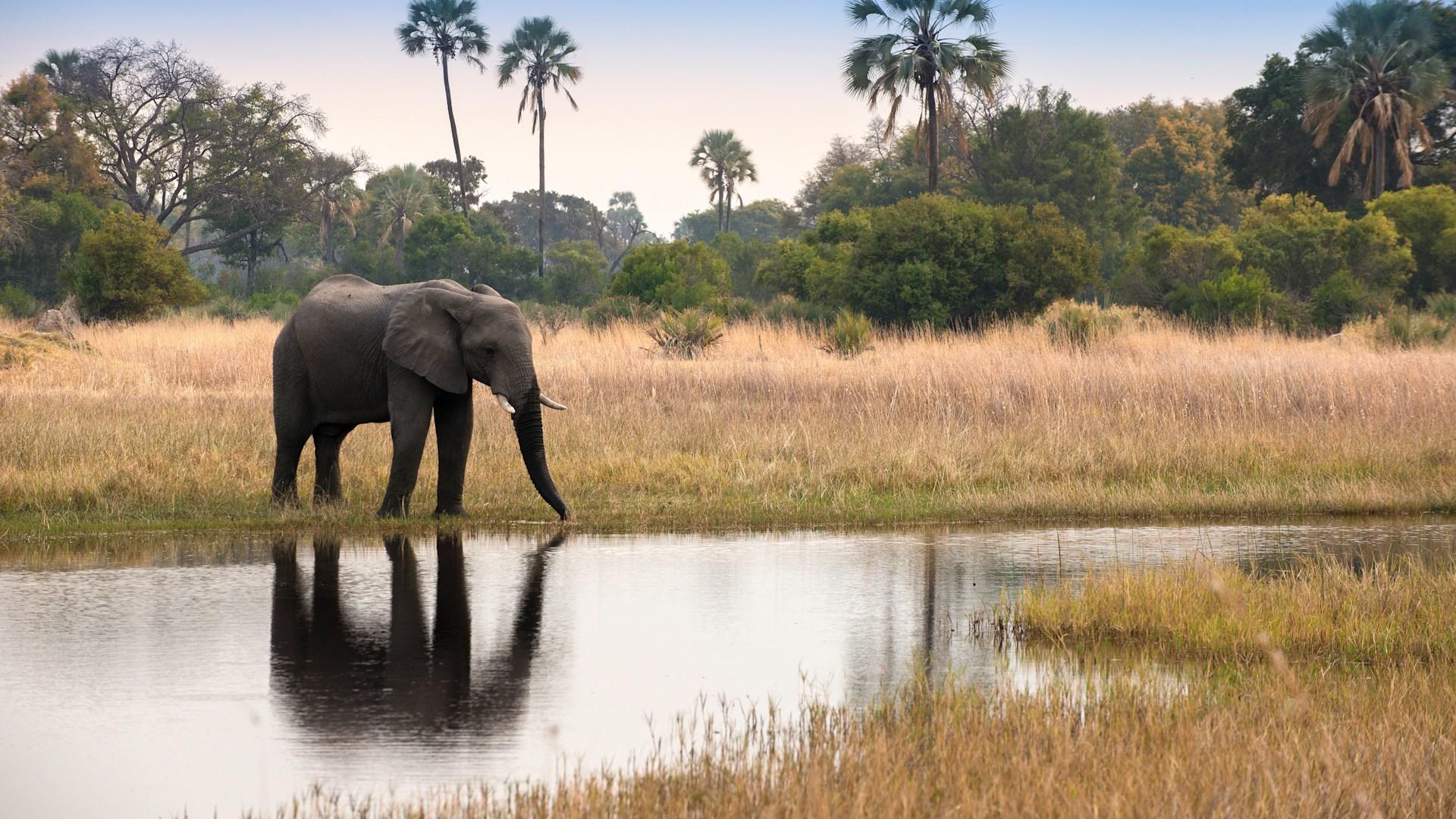 Sandibe under Canvas Camp: Elefant