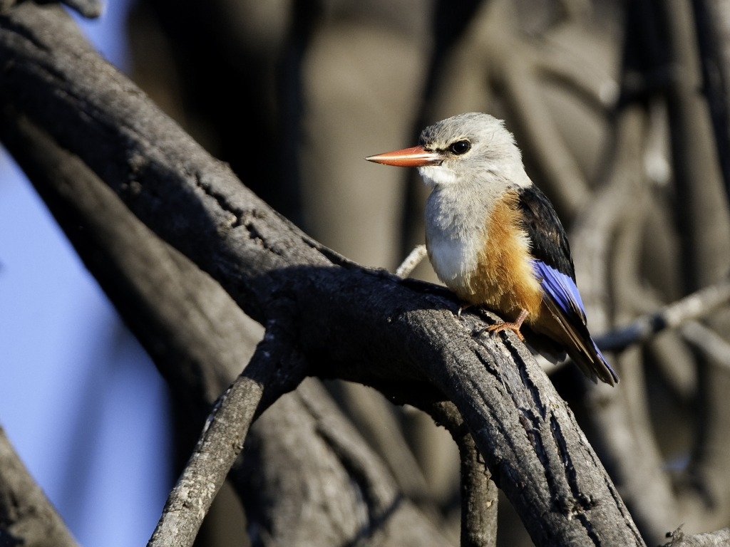 Botswana, Braunkopfliest, Halcyon albiventris, Linyanti Konzession, NG 15, Savuti Camp, Wilderness Safaris