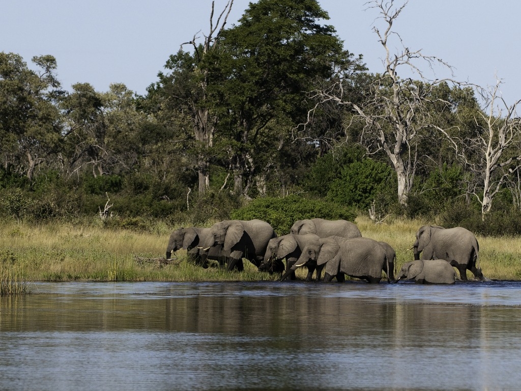 Botswana, Elefanten, Kanal, Linyanti Konzession, NG 15, Savuti Camp, Wilderness Safaris