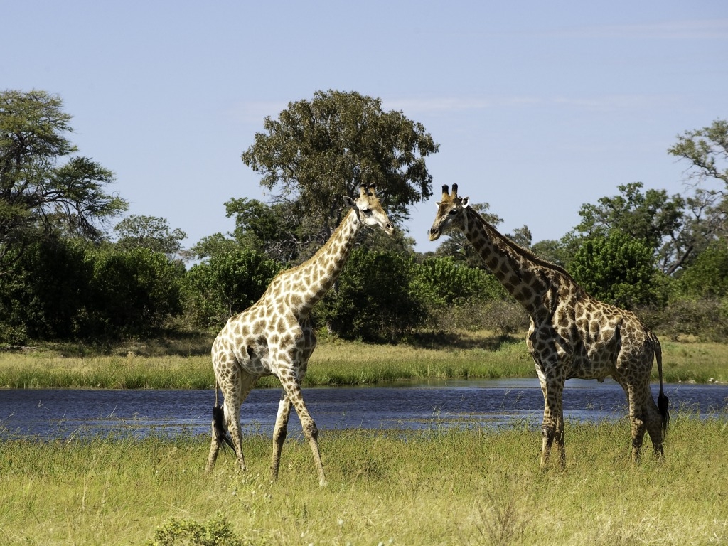 Botswana, Giraffe, Linyanti Konzession, NG 15, Savuti Camp, Wilderness Safaris