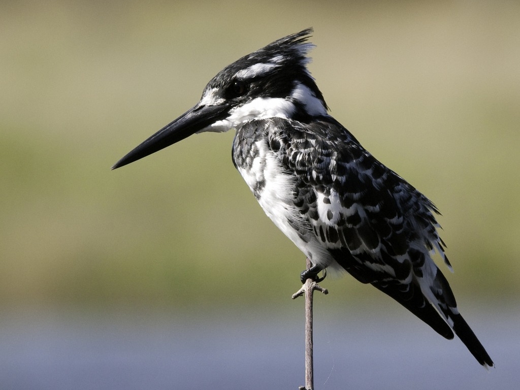 Botswana, Graufischer, Linyanti Konzession, NG 15, Pied Kingfisher, Savuti Camp, Wilderness Safaris