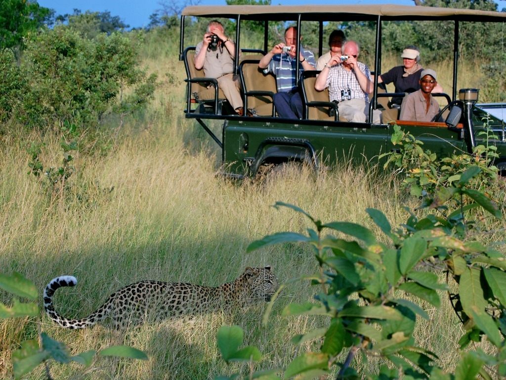 Botswana, Leopard, Linyanti Konzession, NG 15, Savuti Camp, Wilderness Safaris