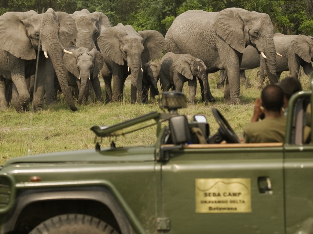 Elefantenherde, NG 26, Okavango-Delta, Seba Camp, Wilderness Safaris