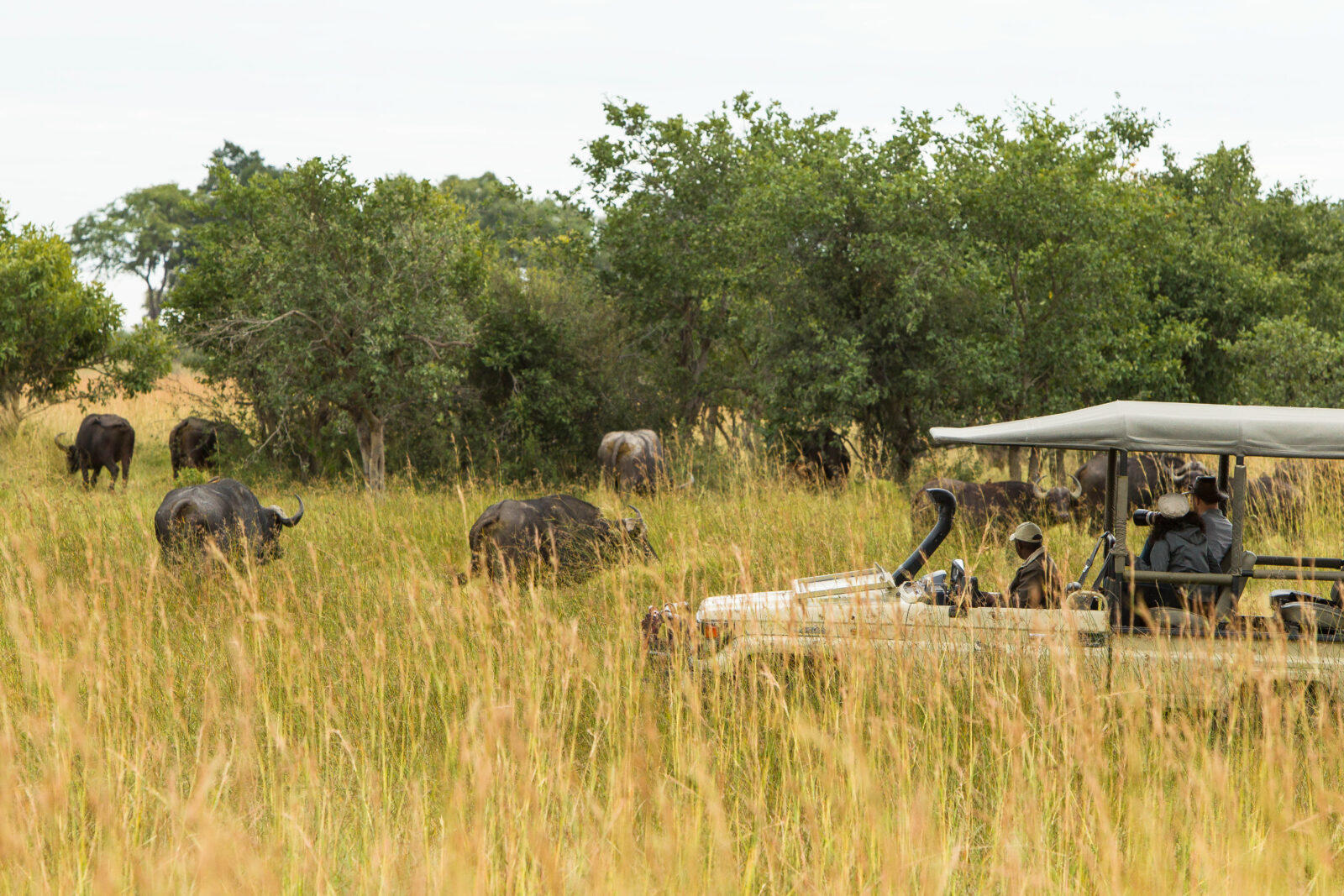 Sediba Sa Rona Lodge: Game Drive Sediba Sa Rona Lodge: Game Drive