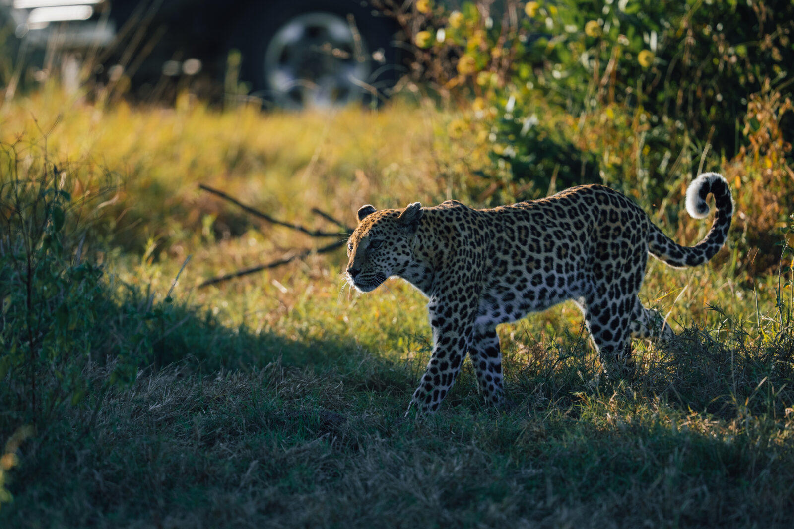 Sediba Sa Rona Lodge: Leopard Sediba Sa Rona Lodge: Leopard