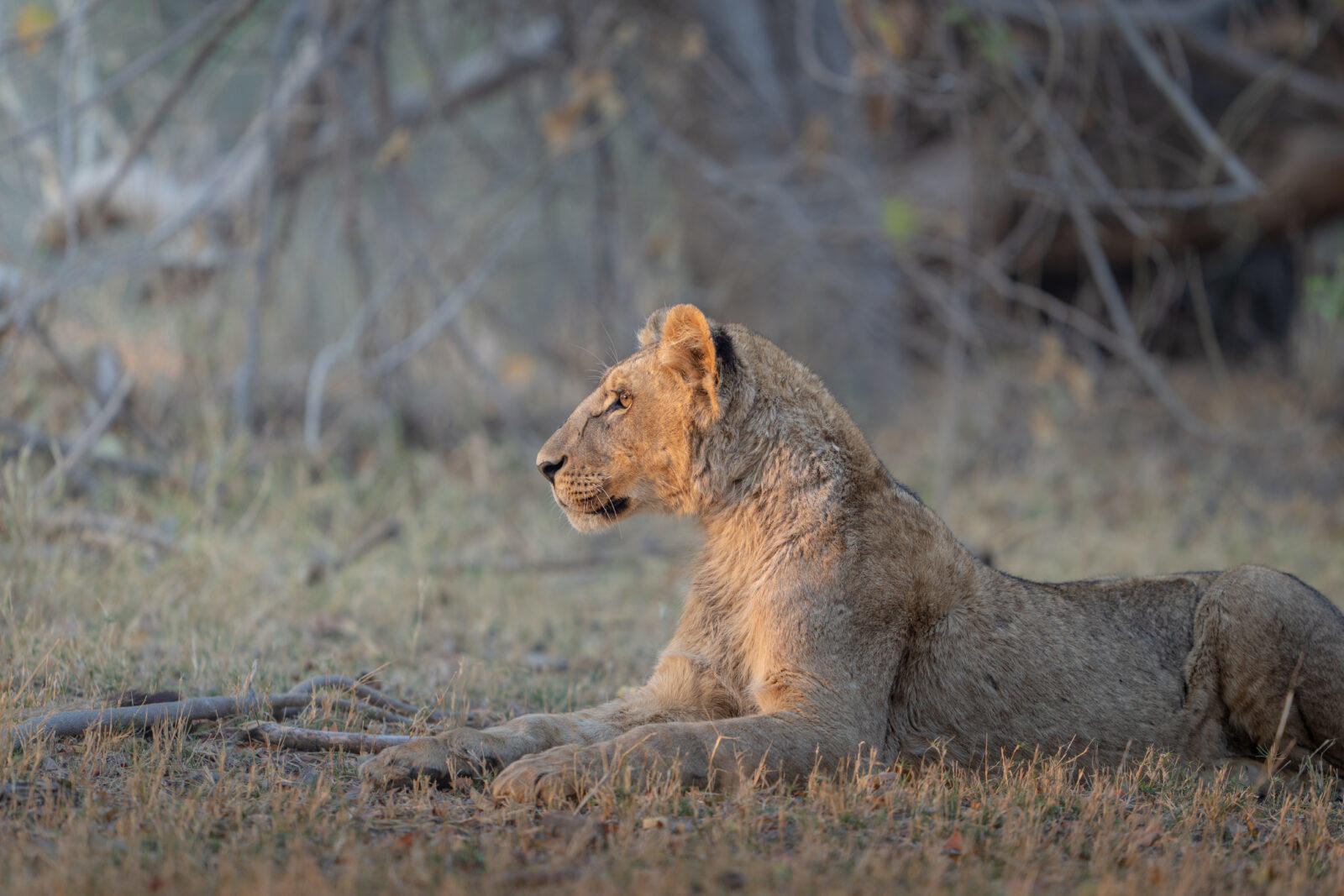 Sediba Sa Rona Lodge: Löwin Sediba Sa Rona Lodge: Löwin