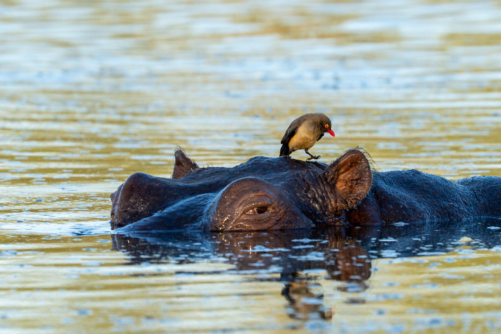 Sediba Sa Rona Lodge: Nilpferd Sediba Sa Rona Lodge: Nilpferd
