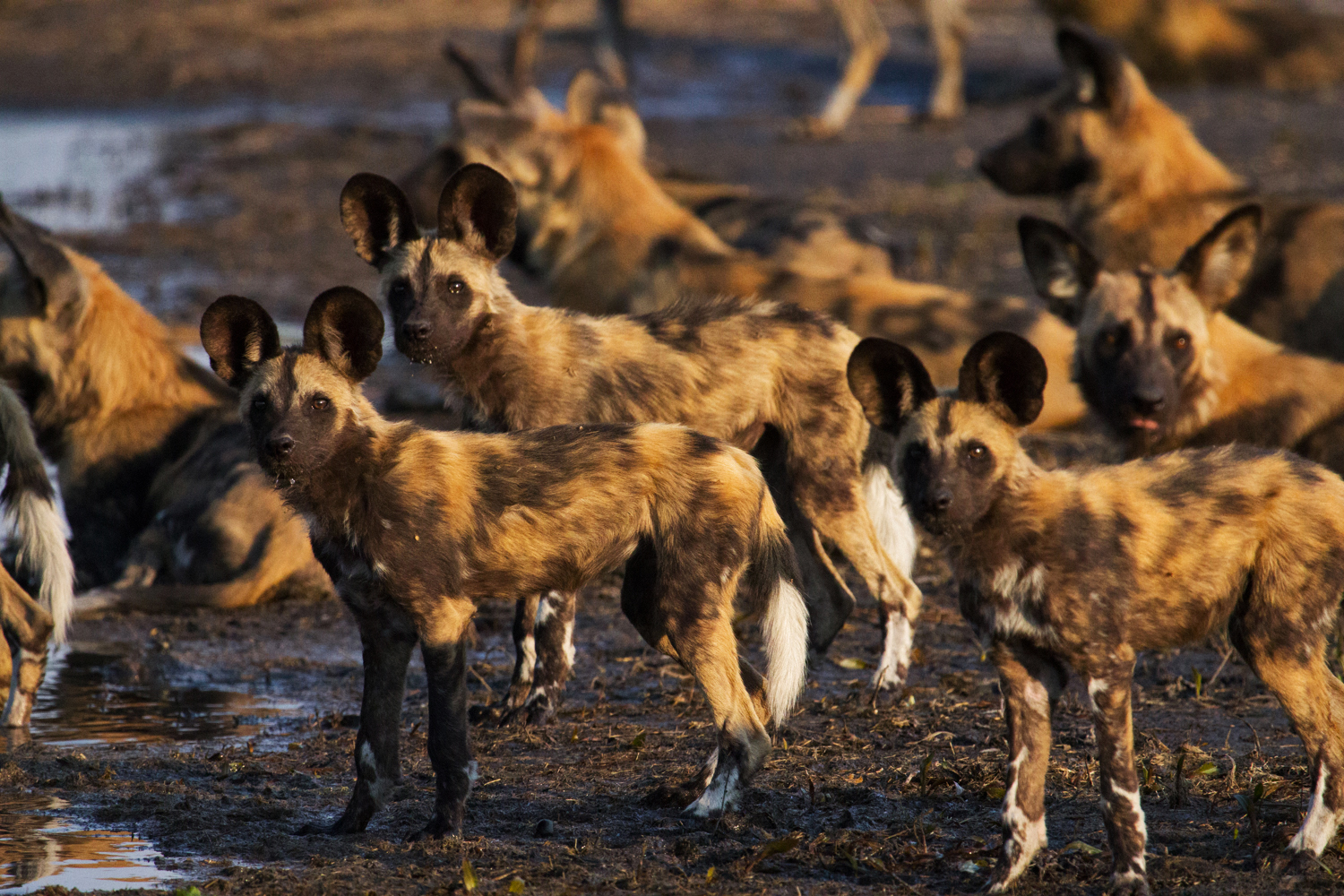 Selinda Explorers Camp: Wildhundrudel