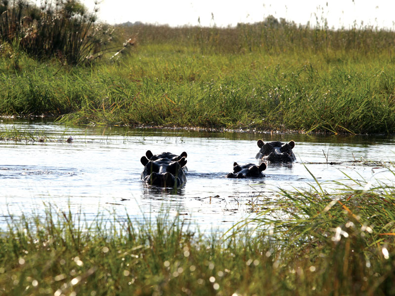 Okavango Panhandle, Shakawe, Shakawe River Lodge, Nilpferd, Afrikarma, Afrikarma Safaris, Afrikarma Safaris - Wildnis. Hautnah., Afrikarma.de
