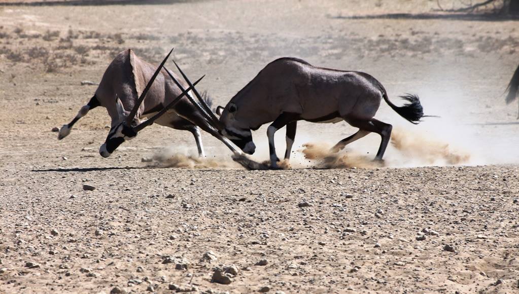 Rooiputs Lodge: Kämpfende Oryxantilopen