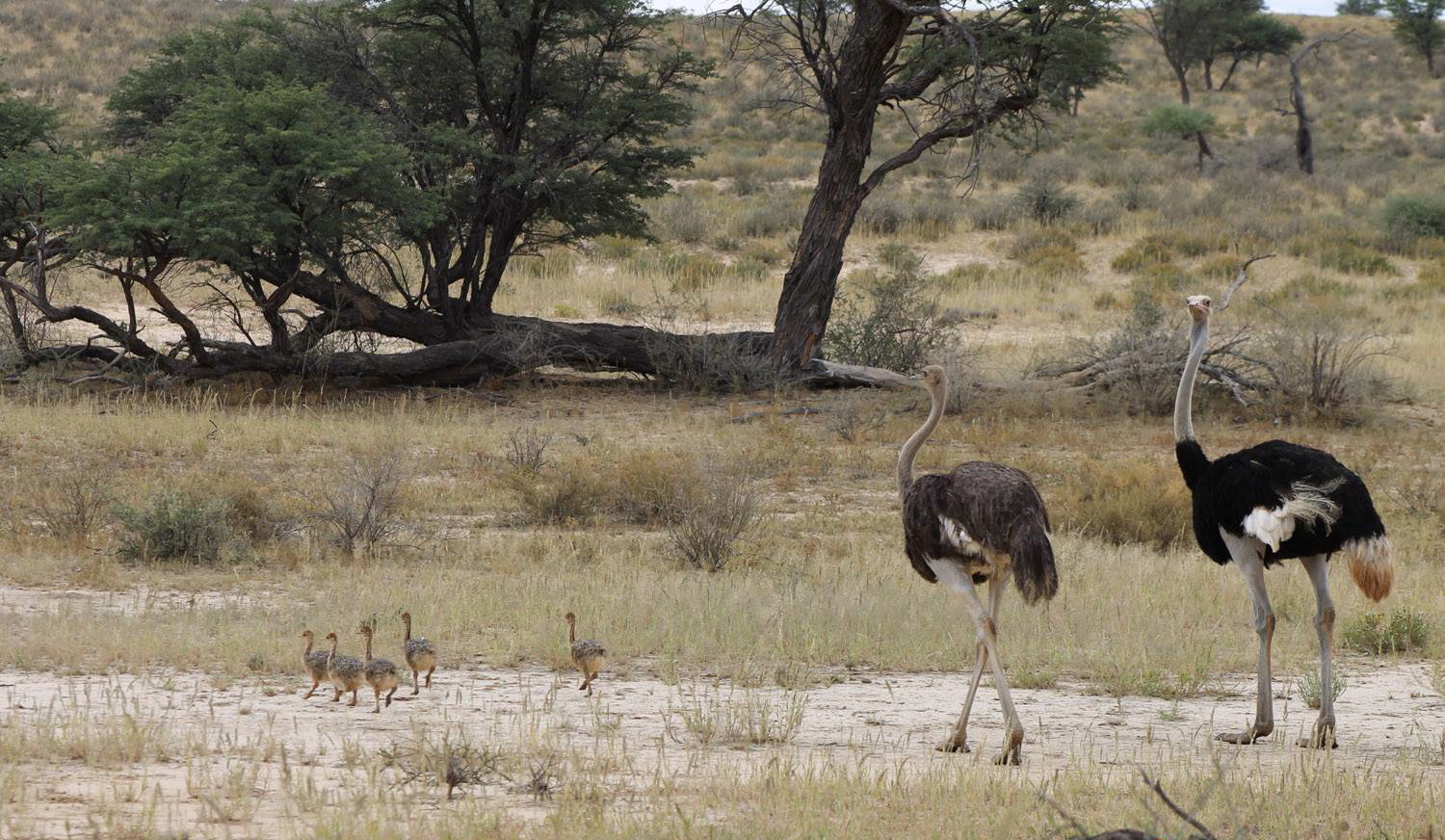 Rooiputs Lodge: Straußenfamilie Afrikarma, Afrikarma Safari - Wildnis. Hautnah., Afrikarma Safaris, Afrikarma.de, Kgalagadi Transfrontier Park, Panorama, Rooiputs Lodge, Ta Shebube, Struthio camelus, Laufvogel, Strauß, Gemsbok National Park