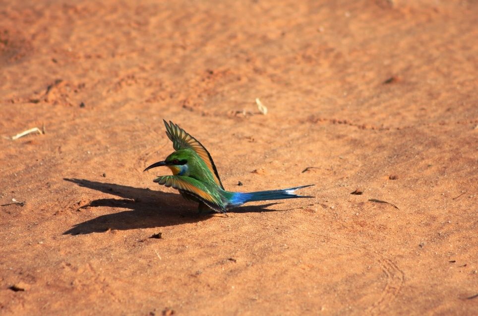 Rooiputs Lodge: Weißstirnspint beim Staubbad Afrikarma, Afrikarma Safari - Wildnis. Hautnah., Afrikarma Safaris, Afrikarma.de, Kgalagadi Transfrontier Park, Panorama, Rooiputs Lodge, Ta Shebube, Merops bullockoides, Weißstirnspint, Gemsbok National Park