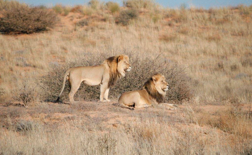 Rooiputs Lodge: Zwei männliche Löwen Afrikarma, Afrikarma Safari - Wildnis. Hautnah., Afrikarma Safaris, Afrikarma.de, Kgalagadi Transfrontier Park, Panorama, Rooiputs Lodge, Ta Shebube, Löwe, Panthera Leo, Gemsbok National Park