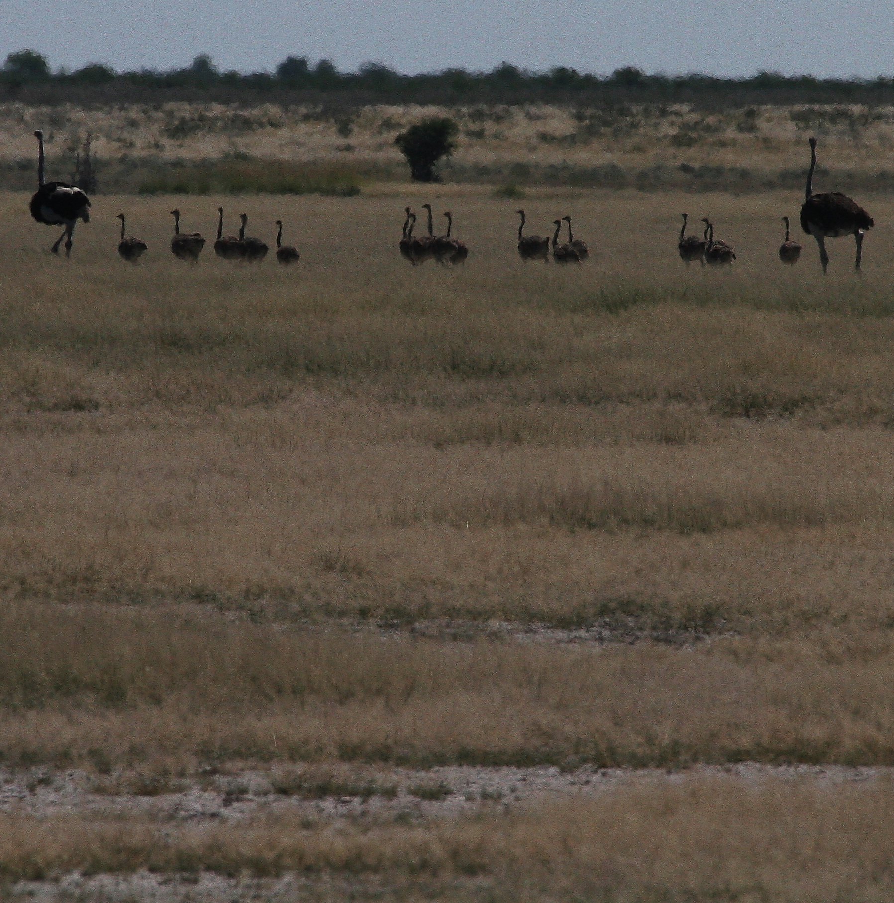 Tau Pan Camp: Straußenfamilie
