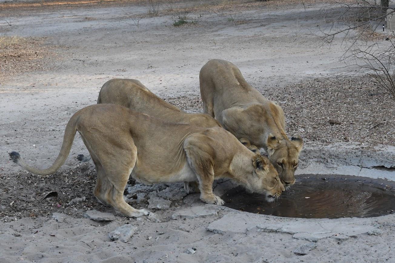 The Dune Camp: Löwen