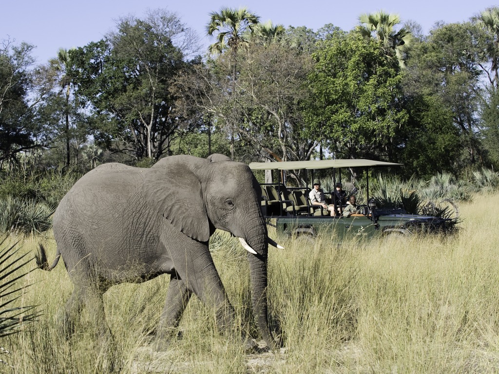 Elefantenherde, Hunda Island, Leopard, Ngamiland Adventure Safaris, Okavango-Delta, Tubu Tree Camp, Wilderness Safaris, Jao-Konzession, NG 25