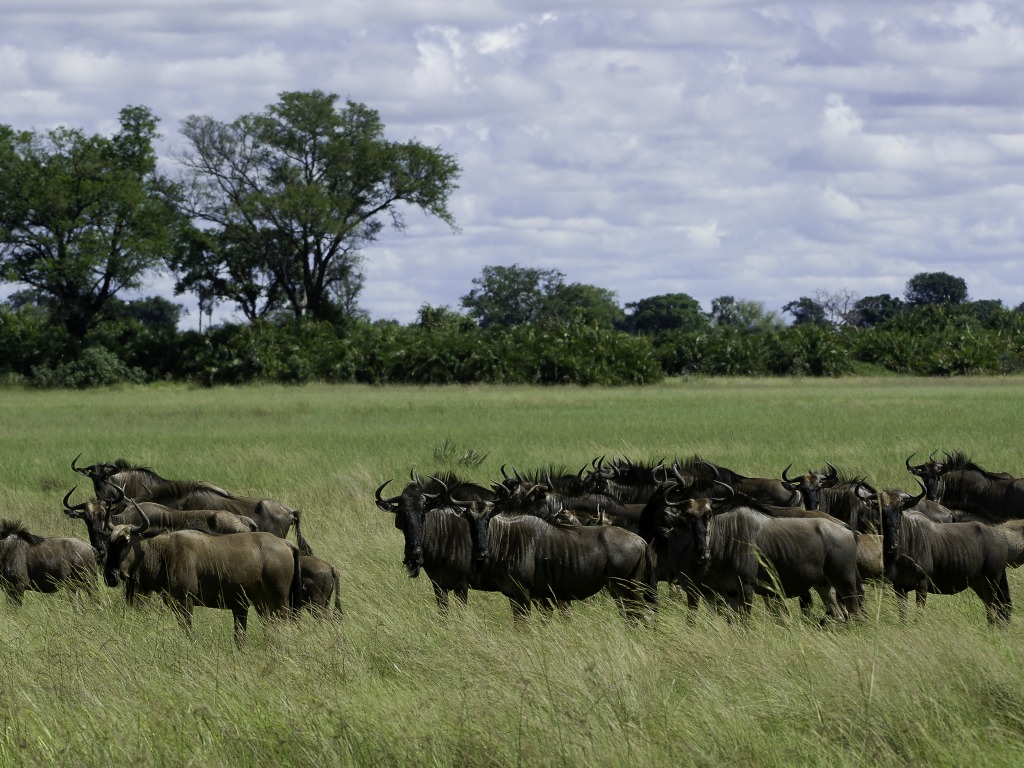 Gnu, Gnuherde, Hunda Island, Leopard, Ngamiland Adventure Safaris, Okavango-Delta, Tubu Tree Camp, Wildebeest, Wilderness Safaris, Jao-Konzession, NG 25