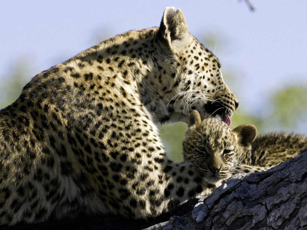 Hunda Island, Leopard, Leopardenbaby, Leopardin, Ngamiland Adventure Safaris, Okavango-Delta, Tubu Tree Camp, Wilderness Safaris, Jao-Konzession, NG 25