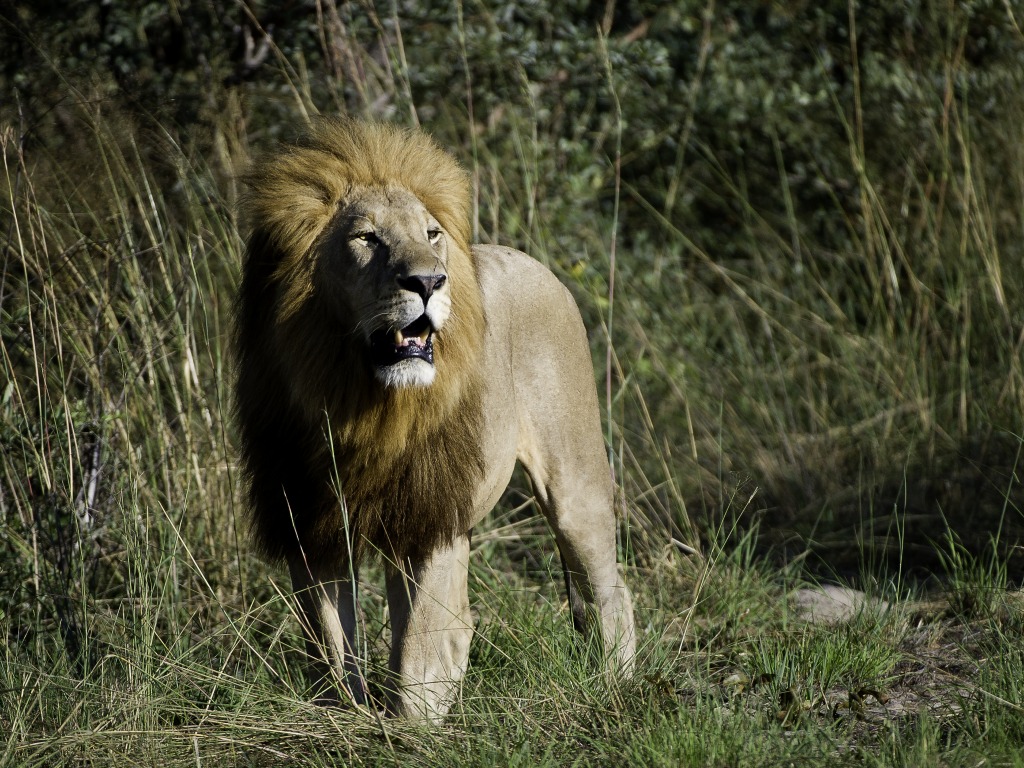 Hunda Island, Leopard, Ngamiland Adventure Safaris, Okavango-Delta, Tubu Tree Camp, Wilderness Safaris, Jao-Konzession, NG 25