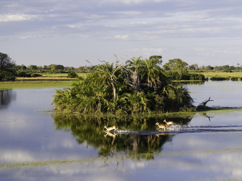 Hunda Island, Leopard, Luftbild, Ngamiland Adventure Safaris, Okavango-Delta, Palmeninsel, Rote Moorantilope, Tubu Tree Camp, Wilderness Safaris, Jao-Konzession, NG 25