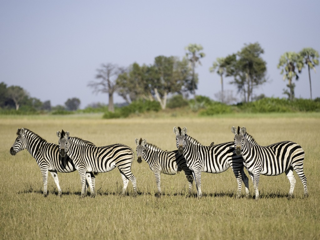 Hunda Island, Leopard, Ngamiland Adventure Safaris, Okavango-Delta, Tubu Tree Camp, Wilderness Safaris, Zebras, Jao-Konzession, NG 25