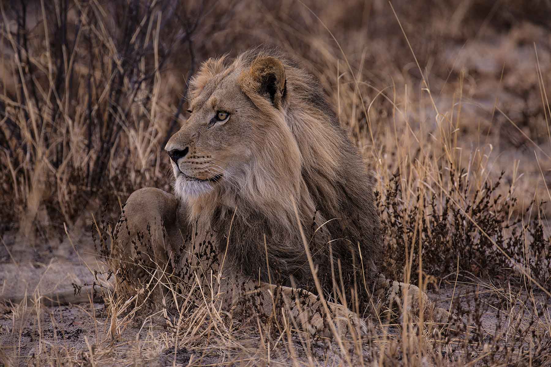 botswana, kwatale conservancy, okavango delta, sun destinations, tuskers bush camp, löwe, afrikarma, afrikarma safaris, afrikarma safaris - wildnis. hautnah., afrikarma.de