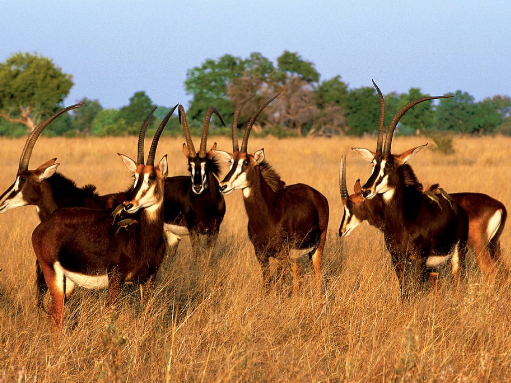 Vumbura Plains Camp: Säbelantilopen