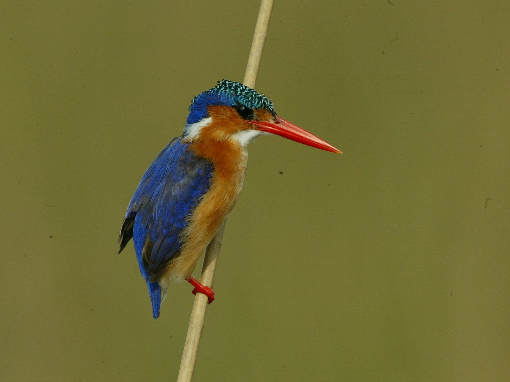Vumbura Plains Camp: Malachite Kingfisher Vumbura Plains Camp: Malachite Kingfisher