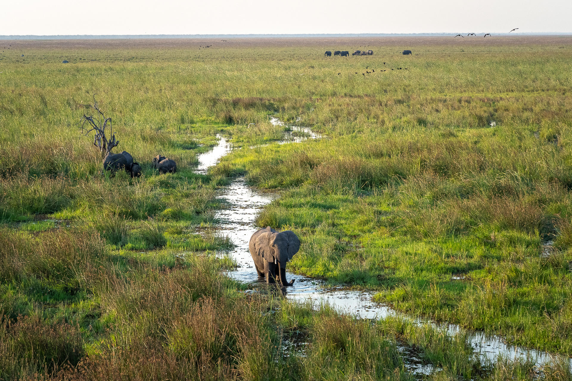 Wilderness Mokete Camp: Elefanten im Wasser