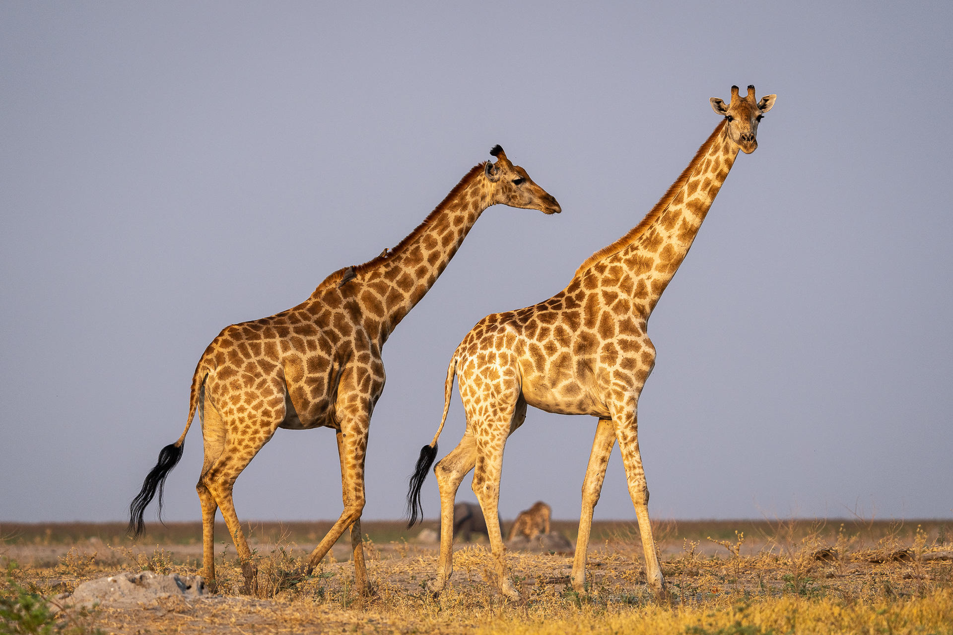 Wilderness Mokete Camp: Giraffen Wilderness Mokete Camp: Giraffen