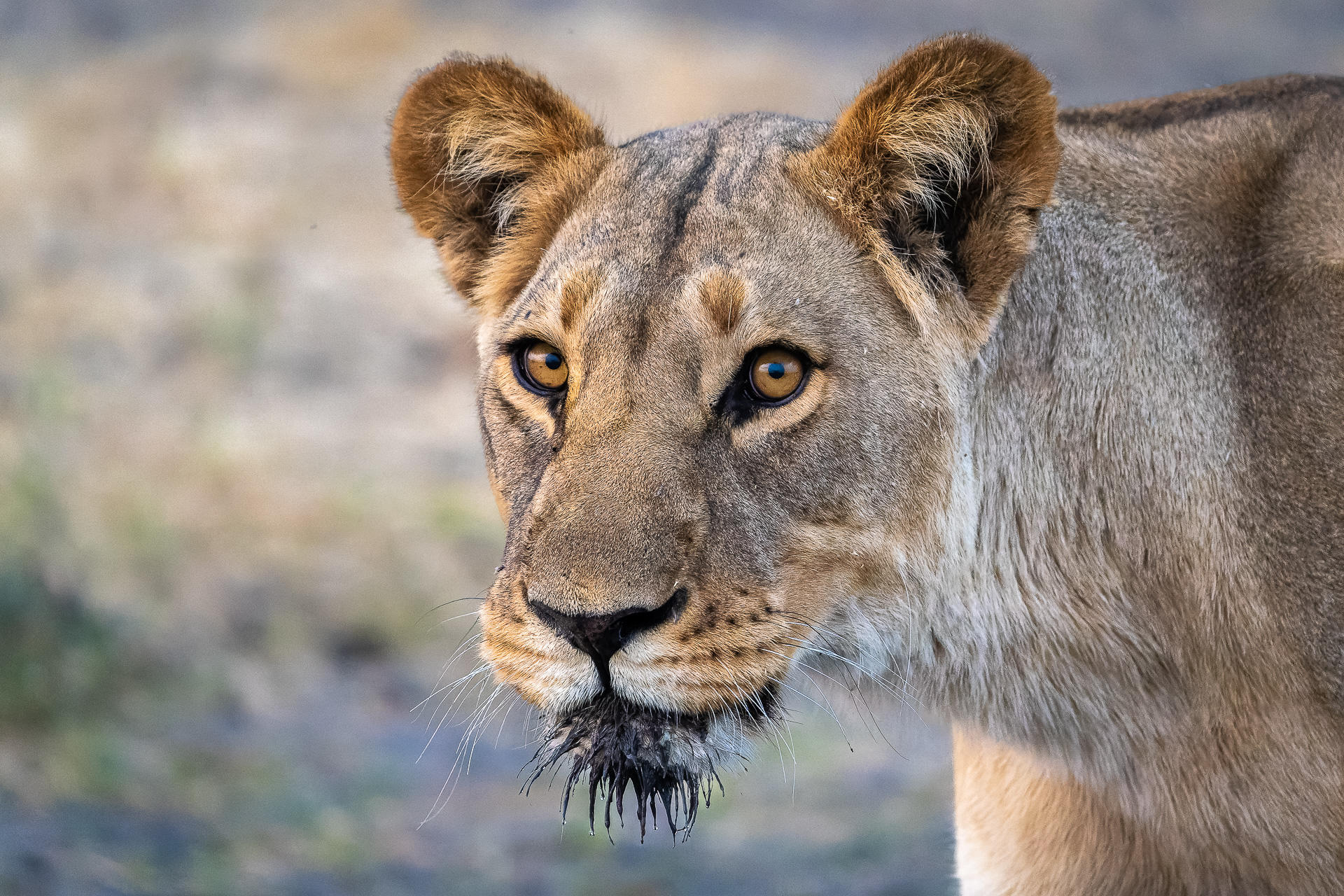 Wilderness Mokete Camp: Löwin Wilderness Mokete Camp: Löwin