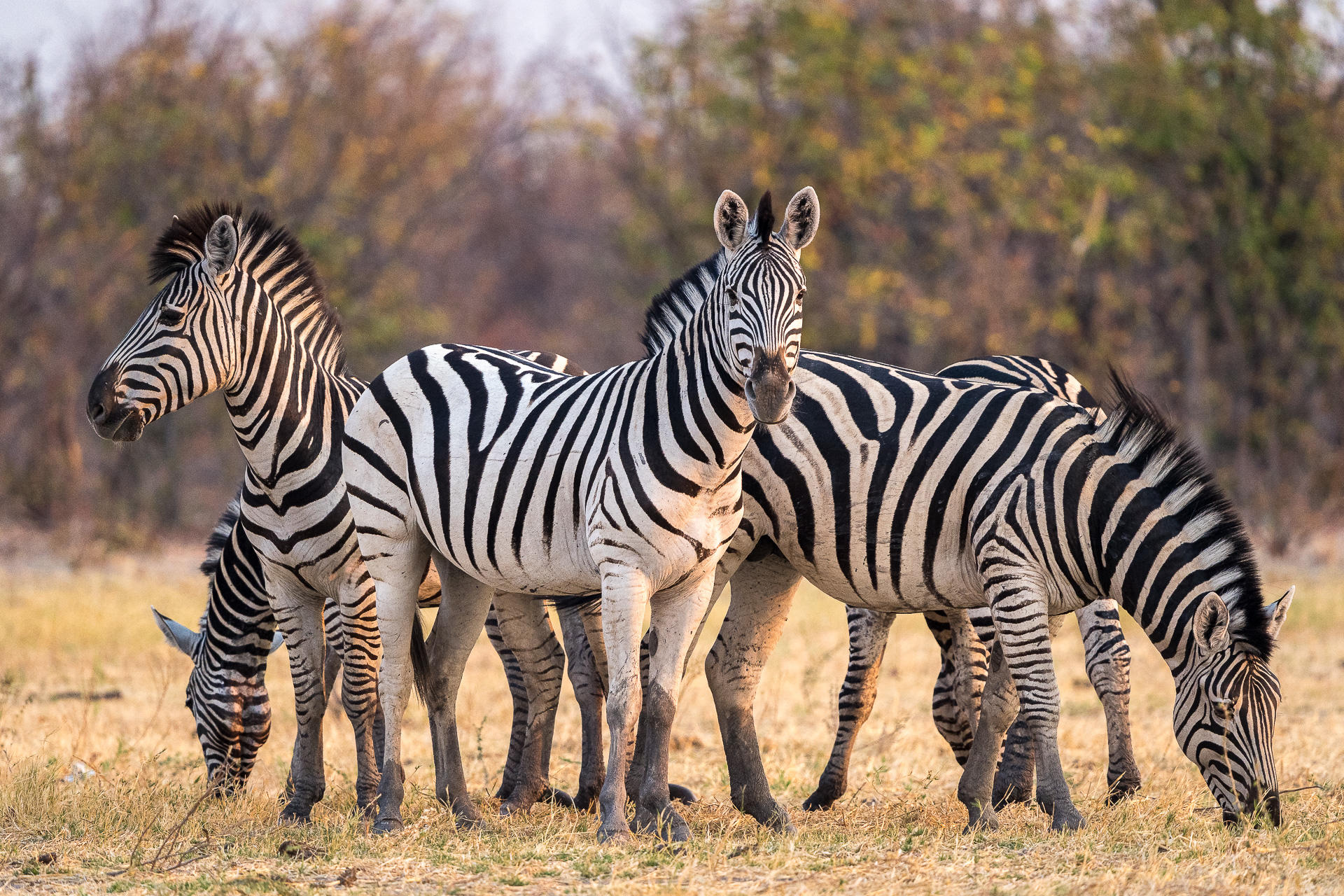 Wilderness Mokete Camp: Zebras Wilderness Mokete Camp: Zebras