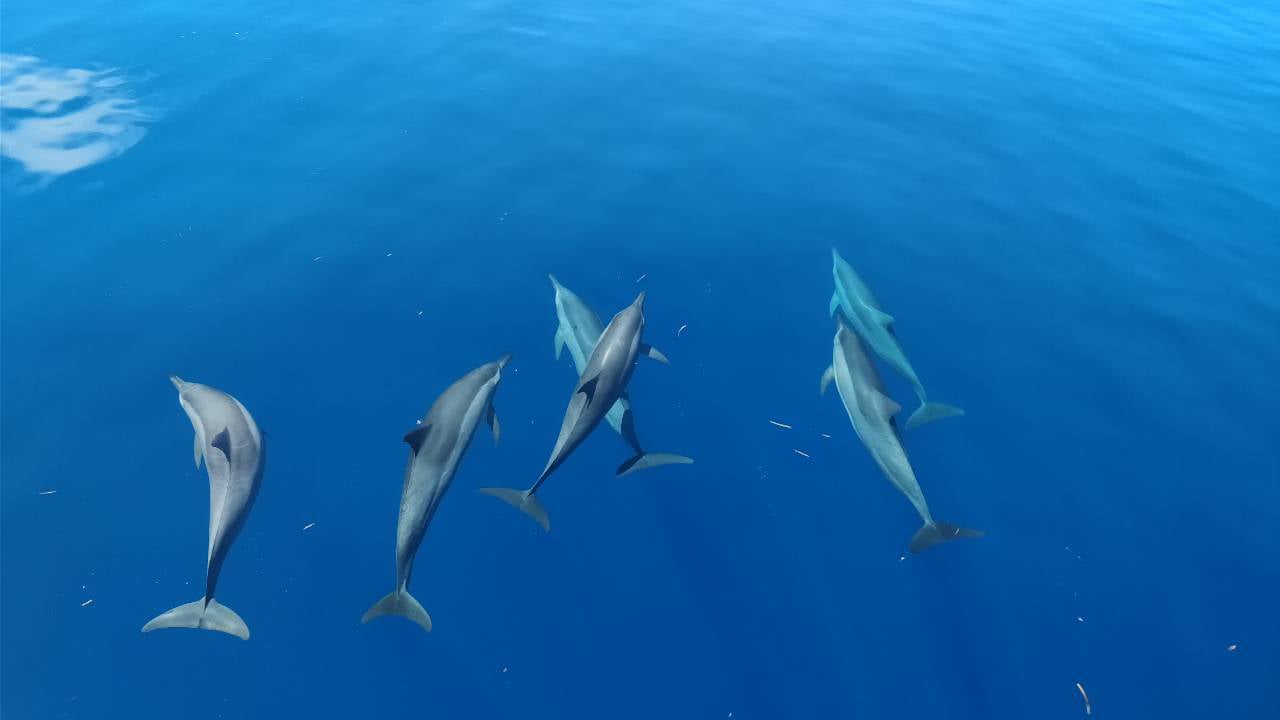 LUX Le Morne: Delphine beobachten