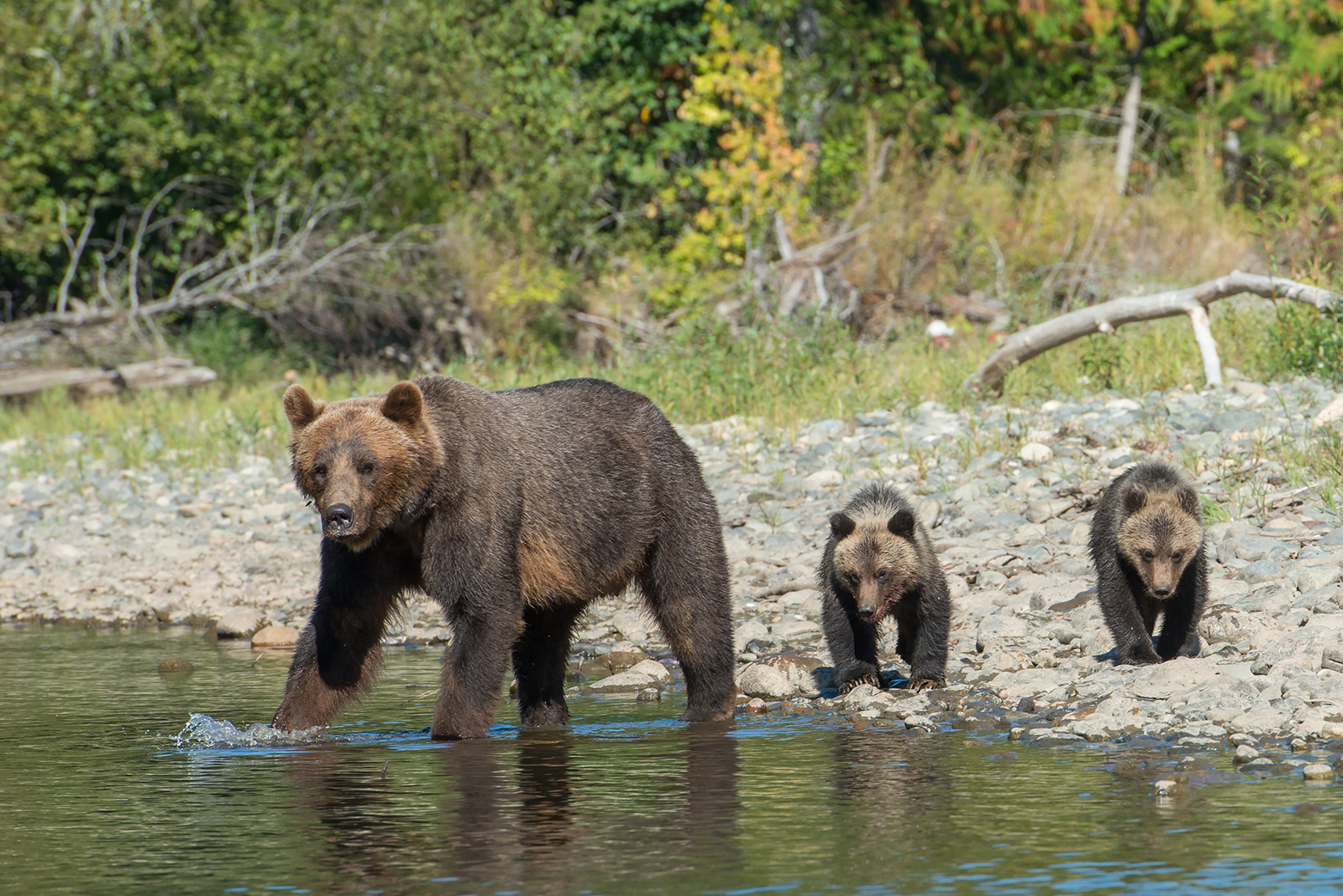 Tweedsmuir Park Lodge: Bärenfamilie am Fluss Tweedsmuir Park Lodge: Bärenfamilie am Fluss