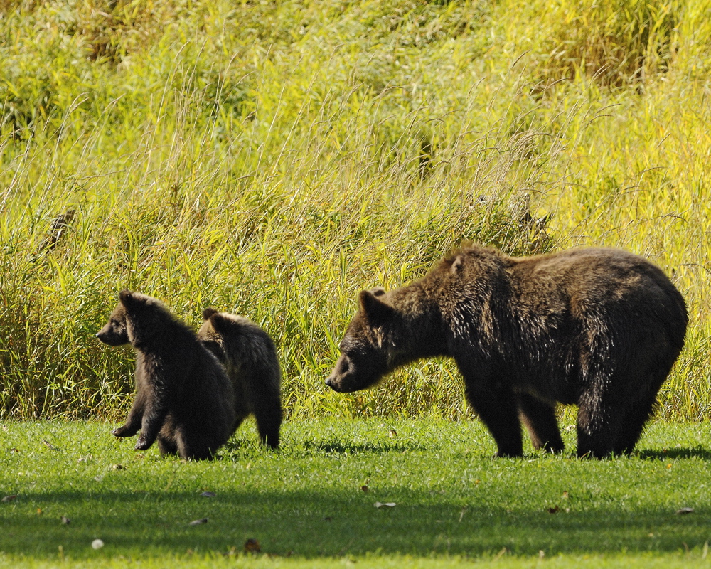 British Columbia, Kanada, Tweedsmuir, Tweedsmuir Park Lodge, Bären, Fluss, Grizzly, Tiere, Natur, Bella Coola, Afrikarma, Afrikarma Safaris, Afrikarma Safaris - Wildnis. Hautnah., Afrikarma.de